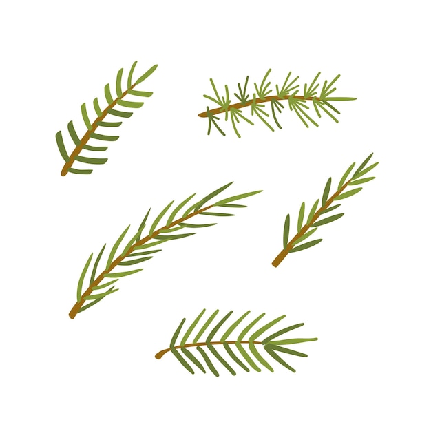 Evergreen tree branches set Fir tree coniferous pine Thorny leaves Vector illustration clipart