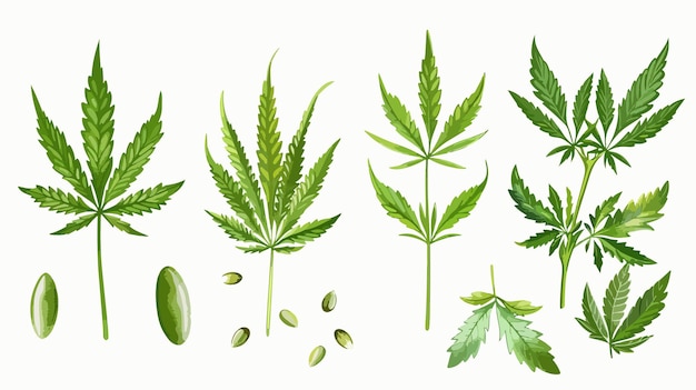 Vector the evolution of marijuana leaves