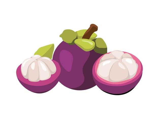 Vector exotic mangosteen fruit fresh tropical delight