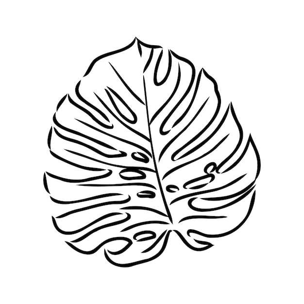 Exotic monstera continuous oneline drawing handmade summer tropical leaf on white background minimal