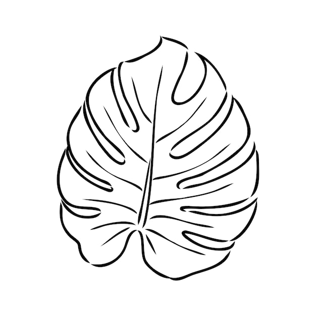 Exotic monstera continuous oneline drawing handmade summer tropical leaf on white background minimal