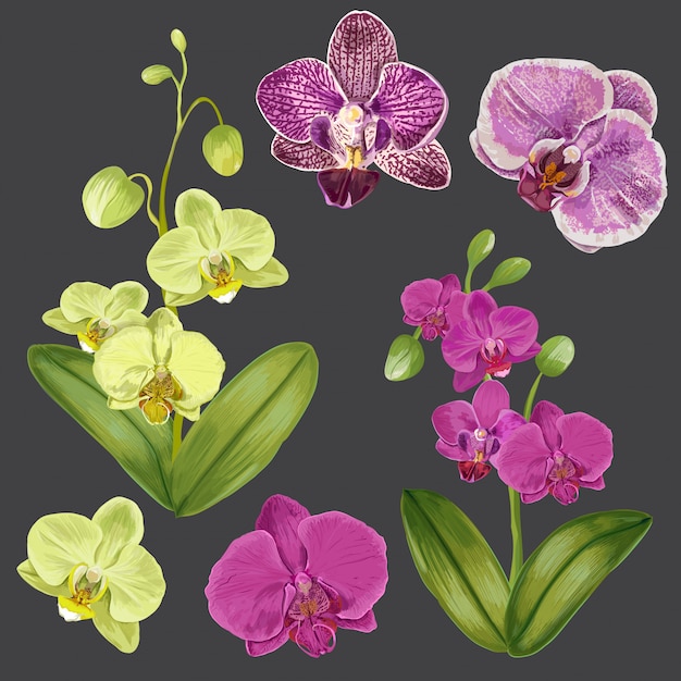 Exotic Orchid Flowers Set. Tropical Floral Elements for Decoration, Pattern, Invitation.