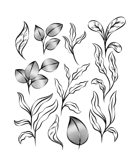 Exotic outline tropical leaves collection. Jungle exotic botanical, floral line art illustration.