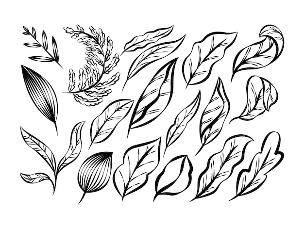 Exotic outline tropical leaves collection. Jungle exotic botanical, floral line art illustration.