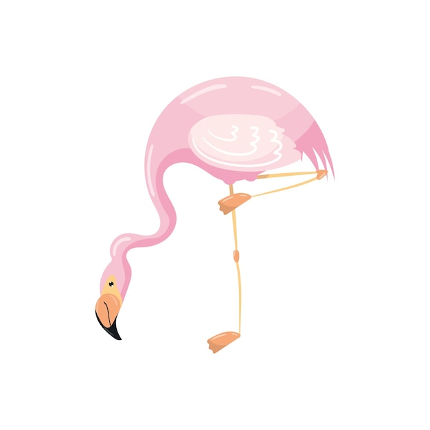 Exotic pink flamingo bird vector Illustration