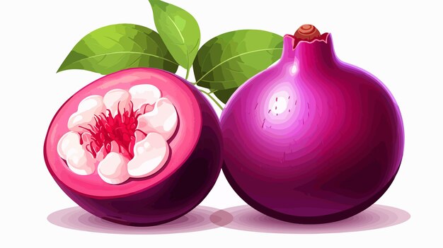 Vector exotic purple mangosteen sweet tropical fruit vector illustration