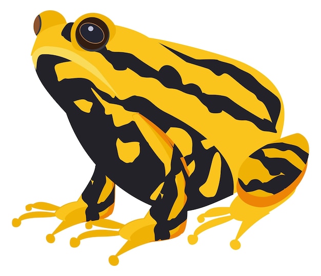 Exotic toad Yellow black animal Tropical amphibia isolated on white background