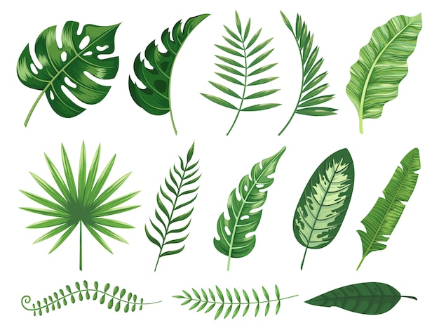 Exotic tropical leaves. Monstera plant leaf, banana plants and green tropics palm leaves isolated   set