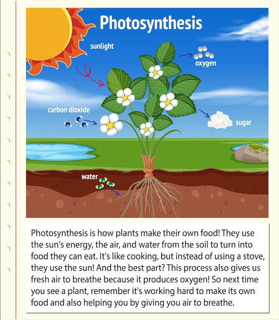 Explanation of Photosynthesis for biology and life science educa