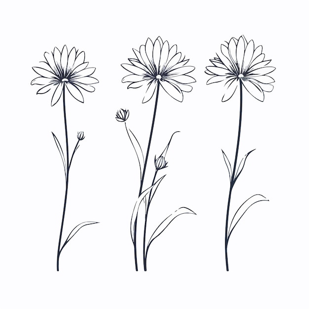 Exquisite daisy illustration in an outline format