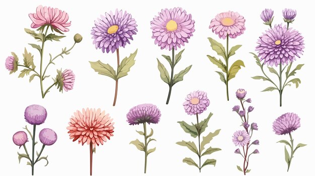 Vector exquisite hand drawn asters set sketch flowers illustration