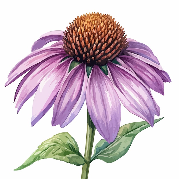 Exquisite Watercolor Painting of a Vibrant Purple Coneflower Plant