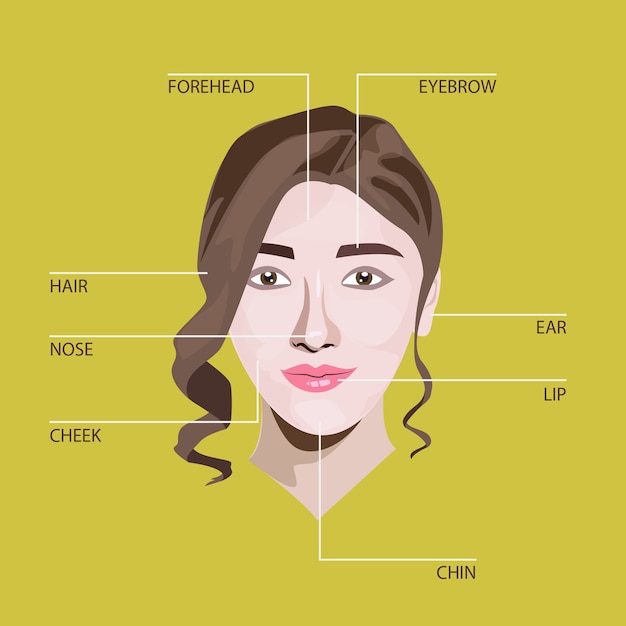 Face Anatomy Illustration