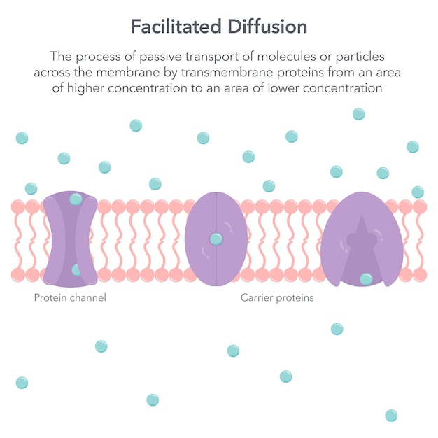 Facilitated Diffusion biology vector illustration infographic