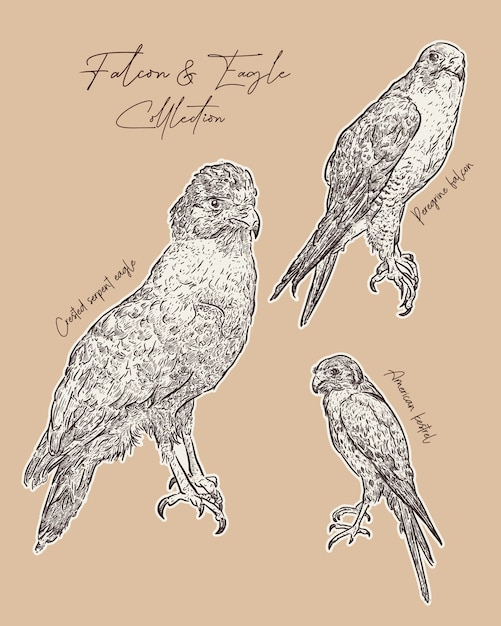 Falcon and eagle hand draw sketch .