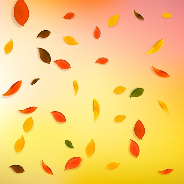 Falling autumn leaves. Red, yellow, green, brown chaotic leaves flying. Falling rain colorful foliage on wonderful sunset background. Bold back to school sale.