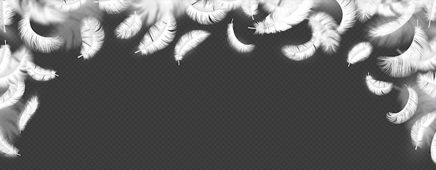 Falling feathers background Realistic isolated fluffy bird white plumage blurred swan or angel 3d feather Vector flying quill decorative frame style border horizontal poster or flyer