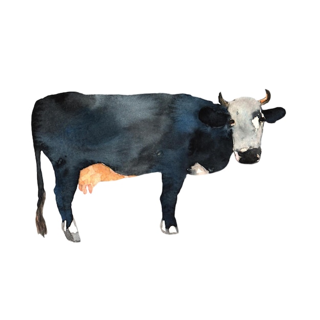 Farm animal drawing in watercolor Black Cow isolated for your design