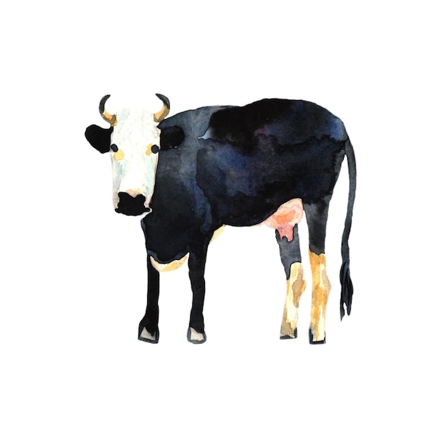 Farm animal drawing in watercolor Black Cow isolated for your design