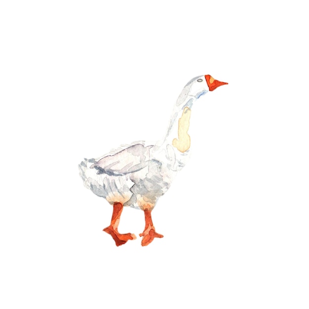 Farm animal drawing in watercolor White Goose isolated for your design