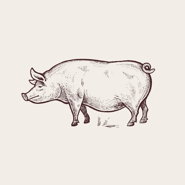 Farm Animal Pig Vintage engraving style