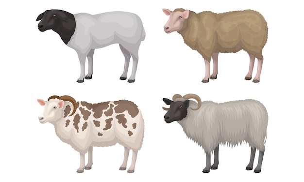 Farm Cattle with Hornes and Wooly Coat Vector Set Flocks and Herds Grazing Concept