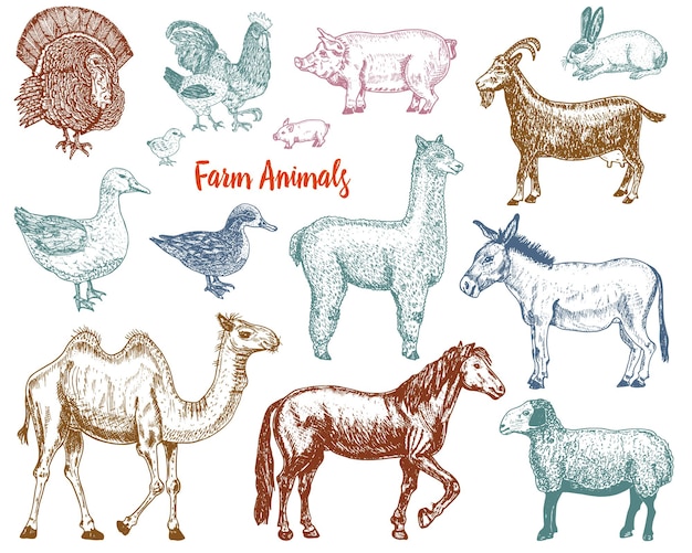 Vector farm cute animal big set vector illustration camel horse goat pig donkey mountain sheep llama