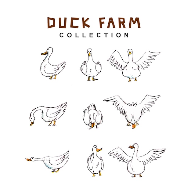 Farm Duck Watercolor Collection Design