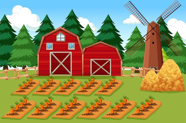 Farm scene with carrots