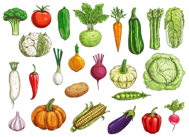 Farm vegetables   sketches