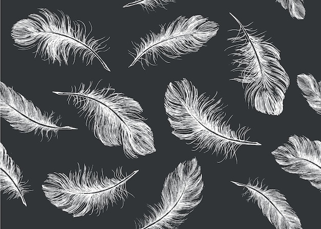 Feather hand drawn on white background