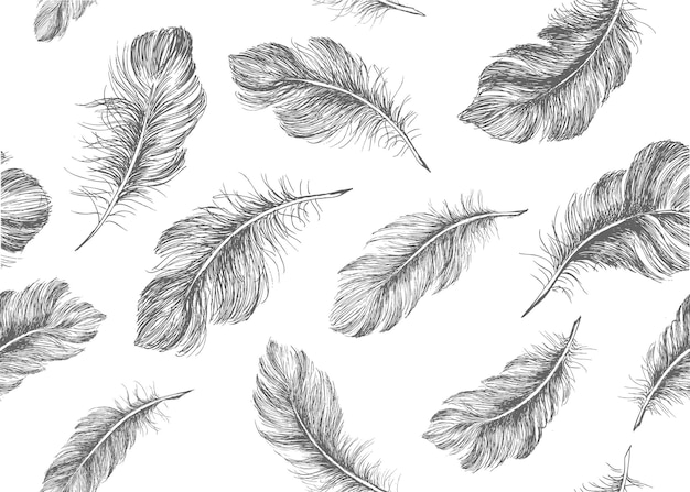 Feather hand drawn on white background