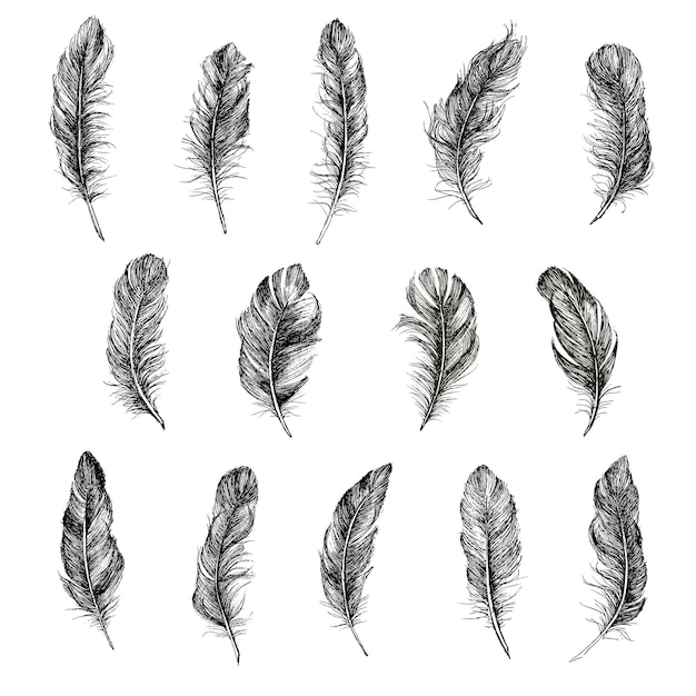 Feather Pattern hand drawn illustration