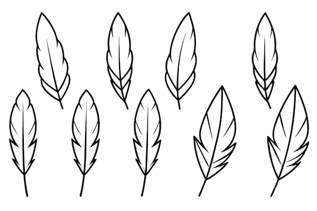 Feathers Line Art Classic Feather Illustration for Home Decor