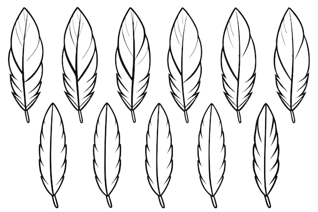 Feathers Line Art Elegant Minimalist Feather Design Illustration