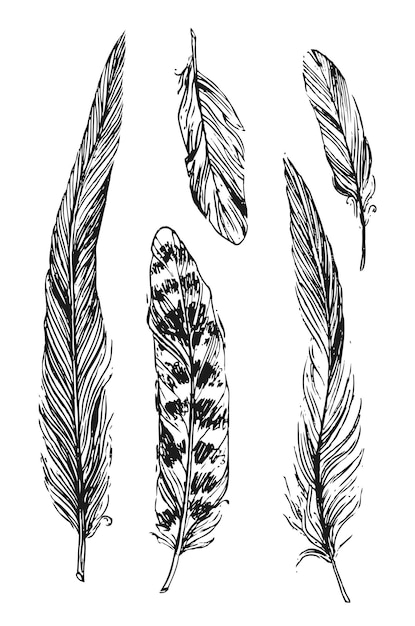 Feathers sketch Hand drawn vector beautiful illustration