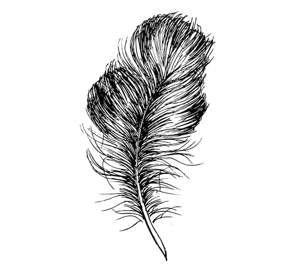 Feathers on white background. Hand drawn sketch style.