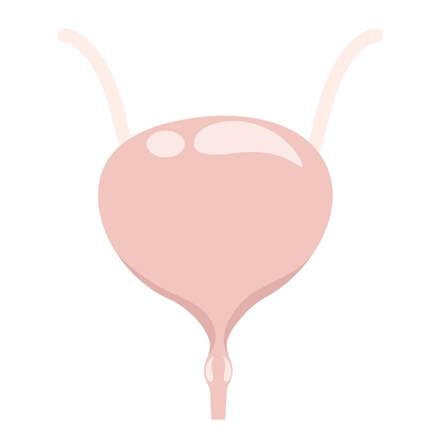 Female Bladder vector illustration graphic