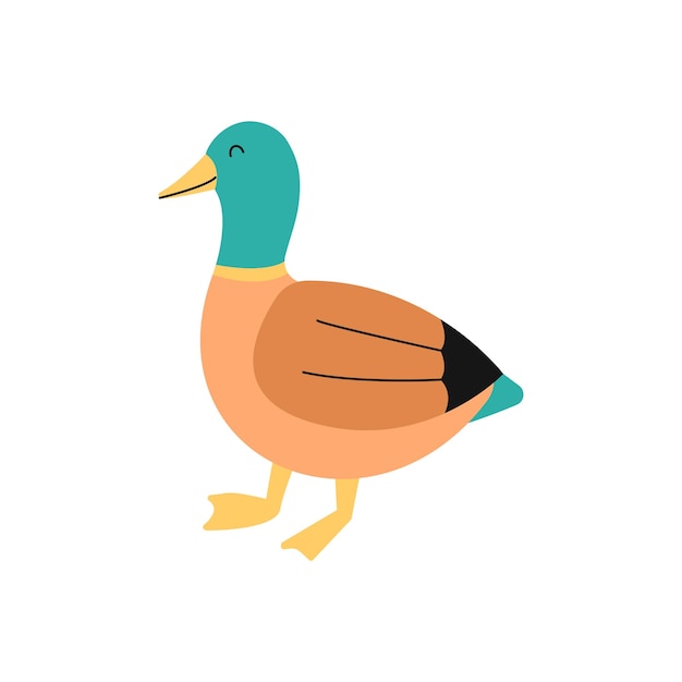 Female Duck Illustration