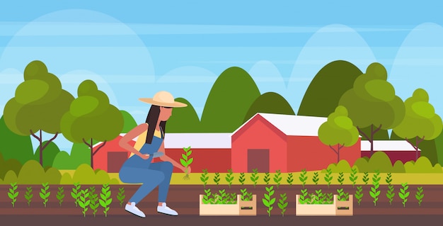 female farmer planting agriculture seedlings   woman agricultural worker gardening eco farming concept farmland countryside landscape  full length horizontal