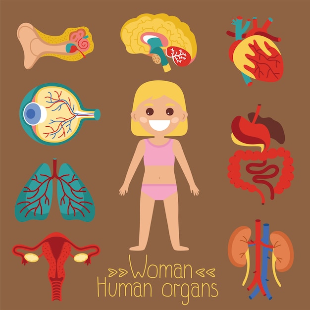 Female health illustration with human organs