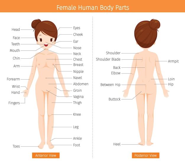 Female Human Anatomy, External Organs Body