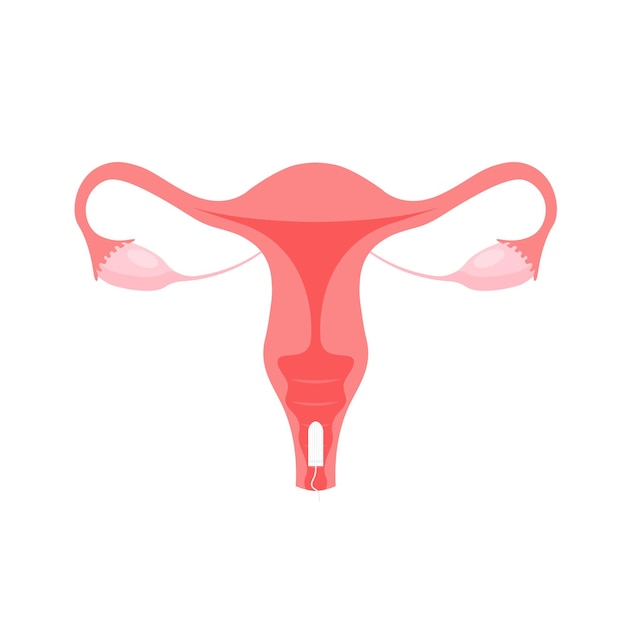 Female reproductive system Menstrual tampon Protection for woman in critical days Cervix ovary