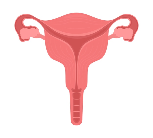 Female reproductive system semi flat color vector object