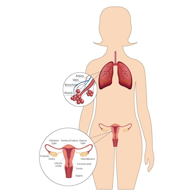 A female reproductive system with the designation of the main parts. human respiratory system.