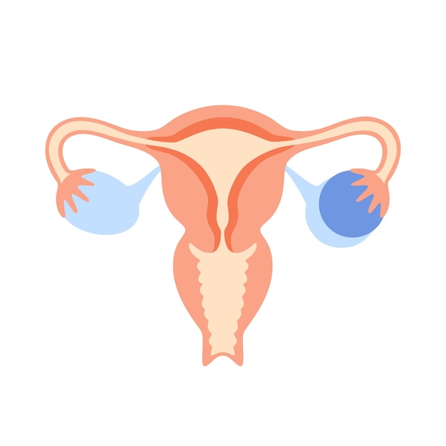 Female reproductive system