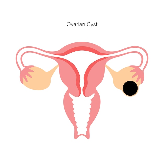 Female reproductive system