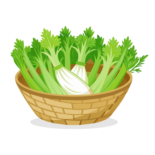 Fennel greens in busket Green Leafy Vegetables vector illustration