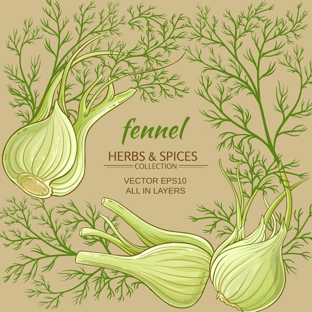 Fennel vector frame