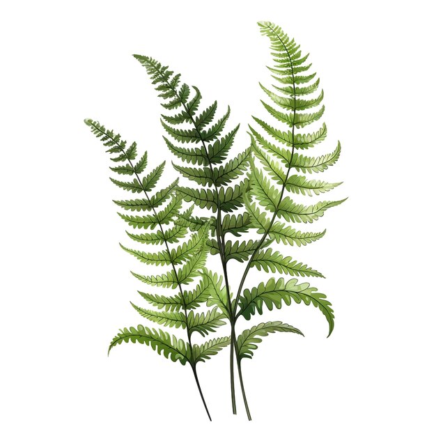 Vector fern flower watercolor vector clipart white background